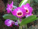 Dendrobium_Red_Emperor__Prince__PLR_290307_IMG_0692.jpg