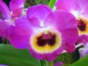 Dendrobium_Red_Emperor__Prince__PLR_290307_IMG_0693.jpg