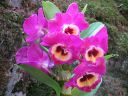 Dendrobium_Red_Emperor__Prince__PLR_290307_IMG_1200.jpg