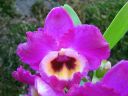 Dendrobium_Red_Emperor__Prince__PLR_290307_IMG_1204.jpg