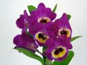 Dendrobium_Red_Emperor__Prince__PLR_290307_IMG_1482.jpg