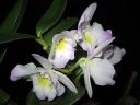 Dendrobium_Spring_Dream__Kumiko__IMG_0987.jpg