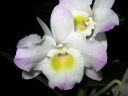 Dendrobium_Spring_Dream__Kumiko__IMG_0989.jpg