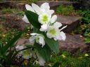 Dendrobium_Spring_Dream__Kumiko__IMG_4724.jpg