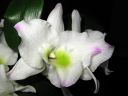 Dendrobium_Spring_Team__Kumiko__301105_IMG_0015.jpg