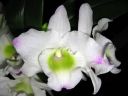 Dendrobium_Spring_Team__Kumiko__301105_IMG_0025.jpg