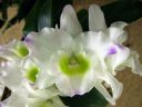 Dendrobium_Spring_Team__Kumiko__301105_IMG_0039.jpg