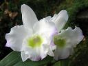 Dendrobium_Spring_Team__Kumiko__301105_IMG_0312.jpg