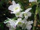 Dendrobium_Spring_Team__Kumiko__301105_IMG_0313.jpg