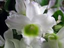 Tiedostonimi=Dendrobium_Spring_Team__Kumiko__301105_IMG_0456.jpg
Tiedostokoko=43kt
Koko=600x450
Lisätty=03.02.2012 Dendrobium_Spring_Team__Kumiko__301105_IMG_0456.jpg