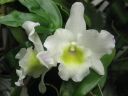 Dendrobium_Spring_Team__Kumiko__301105_IMG_1287.jpg