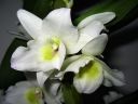 Dendrobium_Spring_Team__Kumiko__301105_IMG_6707.jpg