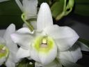 Dendrobium_Spring_Team__Kumiko__301105_IMG_6708.jpg