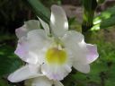 Dendrobium_Spring_Team__Kumiko__KO_IMG_3371.jpg