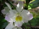 Dendrobium_Spring_Team__Kumiko__KO_IMG_3373.jpg