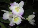 Dendrobium_Spring_Team__Kumiko__KO_vanha_IMG_0571.jpg