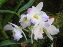 Tiedostonimi=Dendrobium_Spring_Team__Kumiko__KO_vanha_IMG_0704.jpg
Tiedostokoko=62kt
Koko=600x450
Lisätty=03.02.2012 Dendrobium_Spring_Team__Kumiko__KO_vanha_IMG_0704.jpg