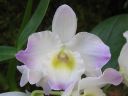 Dendrobium_Spring_Team__Kumiko__KO_vanha_IMG_0705.jpg