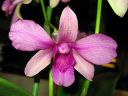 Dendrobium_bigibbum_hybr_041205_IMG_6889.jpg