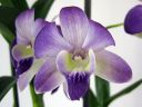 Dendrobium_bigibbum_hybr_281105_IMG_0271.jpg