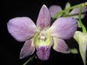 Dendrobium_bigibbum_hybr_281105_IMG_1623.jpg