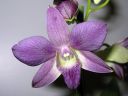 Dendrobium_bigibbum_hybr_281105_IMG_6679.jpg