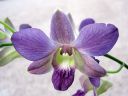 Dendrobium_bigibbum_hybr_281105_IMG_7038.jpg