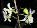 Dendrobium_bigibbum_hybr_HA_0606_IMG_0727.jpg