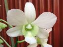 Dendrobium_bigibbum_hybr_HA_0606_IMG_1778.jpg