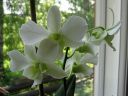 Dendrobium_bigibbum_hybr_HA_0606_IMG_1941.jpg