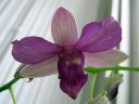 Dendrobium_compactum_IMG_2365.jpg