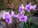 Dendrobium_hybrid_2_JP_OY_220408_IMG_3760.jpg