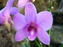 Dendrobium_hybrid_2_JP_OY_220408_IMG_3761.jpg