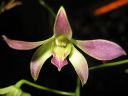 Dendrobium_hybrid_BK_0506_IMG_1706.jpg