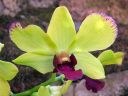 Dendrobium_hybrid_BK_0706_IMG_6059.jpg