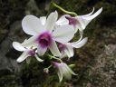 Dendrobium_hybrid_BK_121206_IMG_4692.jpg