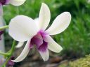 Dendrobium_hybrid_BK_121206_IMG_4696.jpg