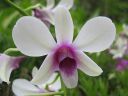 Dendrobium_hybrid_BK_121206_IMG_4700.jpg