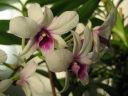 Dendrobium_hybrid_BK_121206_IMG_9723.jpg