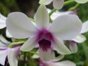 Dendrobium_hybrid_BK_121206_IMG_9800.jpg