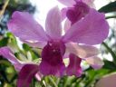 Dendrobium_hybrid_CP_IMG_8249.jpg