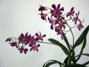 Dendrobium_hybrid_HA_0606_IMG_1473.jpg