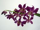 Dendrobium_hybrid_HA_0606_IMG_1474.jpg