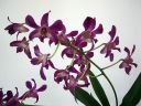 Dendrobium_hybrid_HA_0606_IMG_1475.jpg