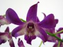 Dendrobium_hybrid_HA_0606_IMG_1477.jpg