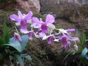 Dendrobium_hybrid_vanha_1_IMG_3396.jpg