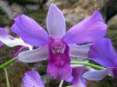 Dendrobium_hybrid_vanha_1_IMG_3401.jpg