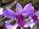 Dendrobium_hybrid_vanha_1_IMG_3402.jpg