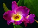 Dendrobium_hybridi_TEH_20110216_IMG_3768.jpg