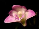 Dendrobium_kingianum_RA_0605_IMG_1569.jpg